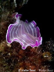 Flat worm
 by Walter Bassi 